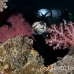 coral_soft_lw_tam_h_0174_bal3770.jpg